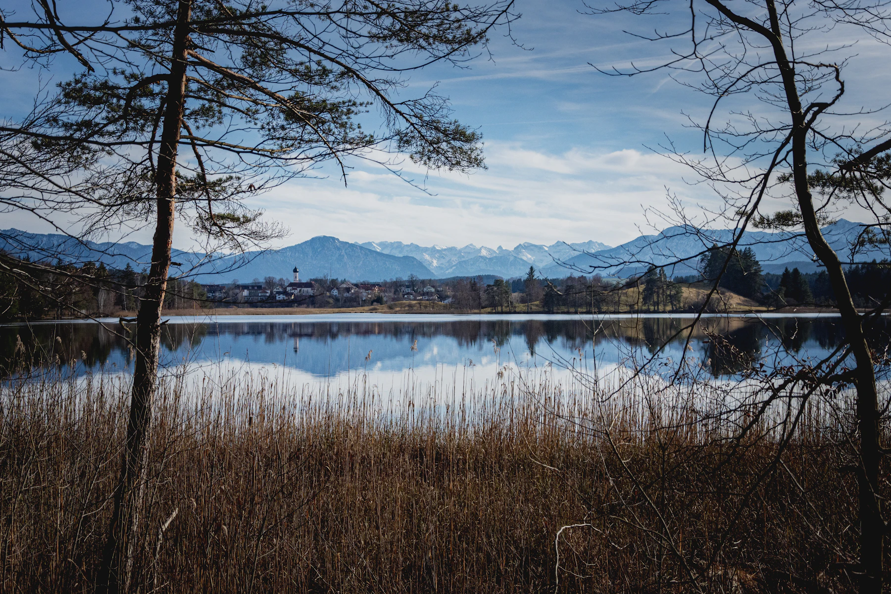Reeds and bare trees along a still lake with mountains beyond