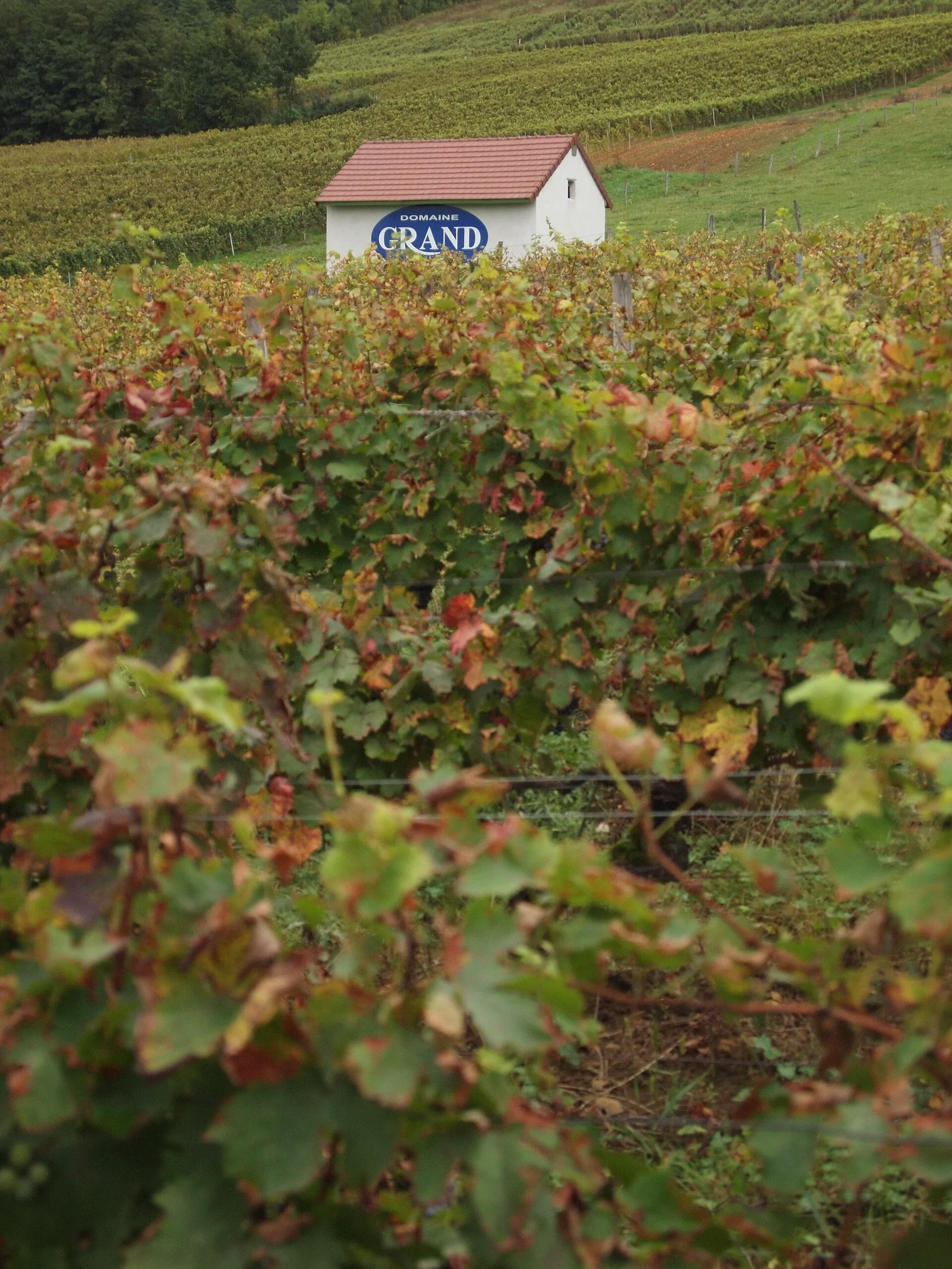 Vineyard in the French wine region of the Jura.