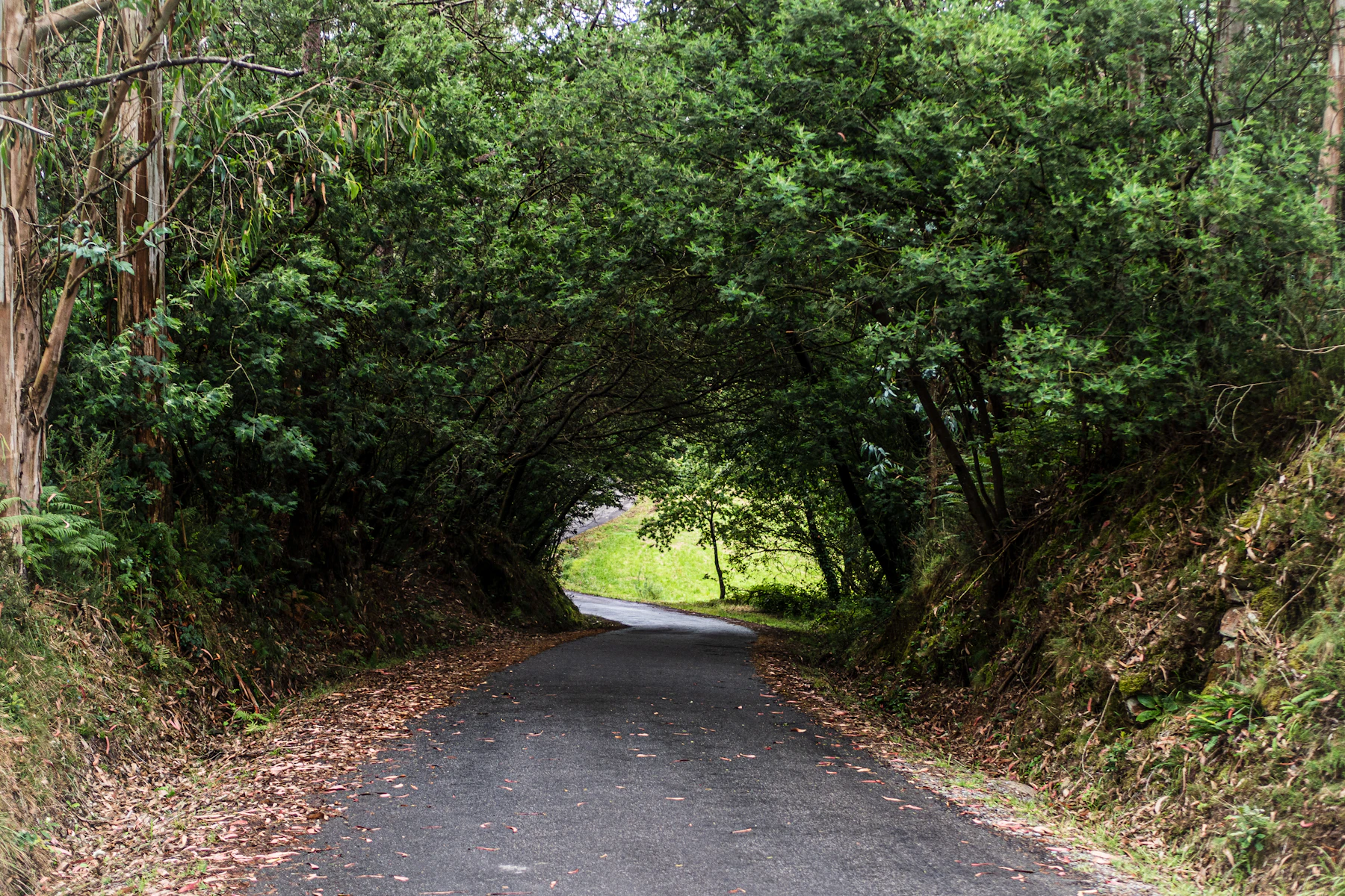 A narrow lane running under an arch of green trees